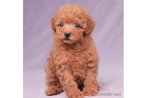 成約済の東京都のタイニープードル-194623の2枚目